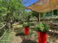 Chambres d'h&ocirc;tes &agrave; Pila Canale, le grand Valinco, en Corse du Sud, labellis&eacute; G&icirc;tes de France : le jardin
