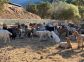 Chambres d'h&ocirc;tes &agrave; Manso, Balagne, Haute-Corse, labellis&eacute;es G&icirc;tes de France : le troupeau